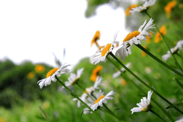 美丽，雏菊花
