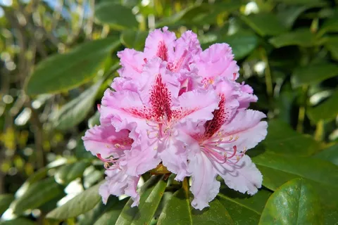 鲜花,杜鹃花,布什,Frühlingsanfang,粉红色 鲜花,杜鹃花,布什,Frühlingsanfang,粉红色