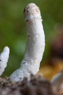 蘑菇，花丝，白色，植绒，堆肥蘑菇