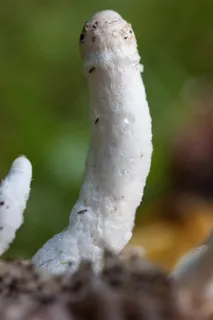 蘑菇，花丝，白色，植绒，堆肥蘑菇
