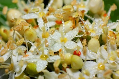 宏，道滴，微小，开花，关闭