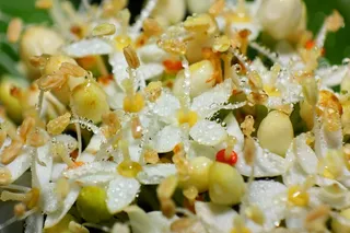 宏，道滴，微小，开花，关闭