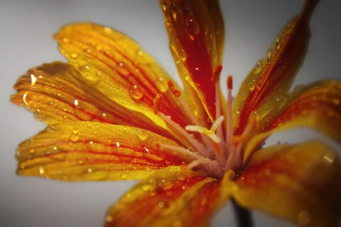 开花，盛开，水，雨，滴灌，宏，橙色