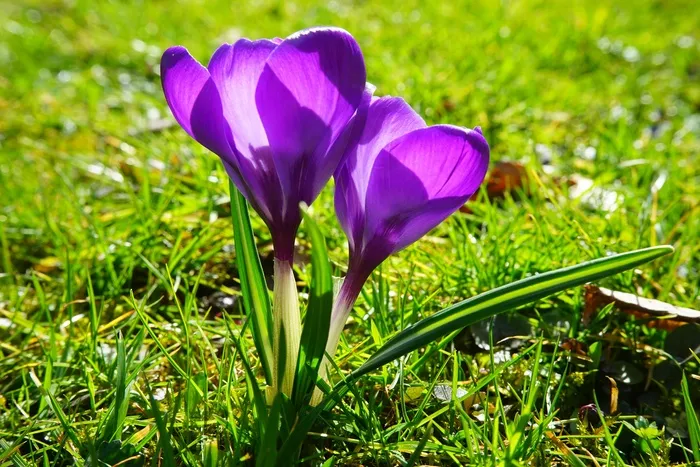 番红花，花，春天，Bühen，紫色，开花，盛开