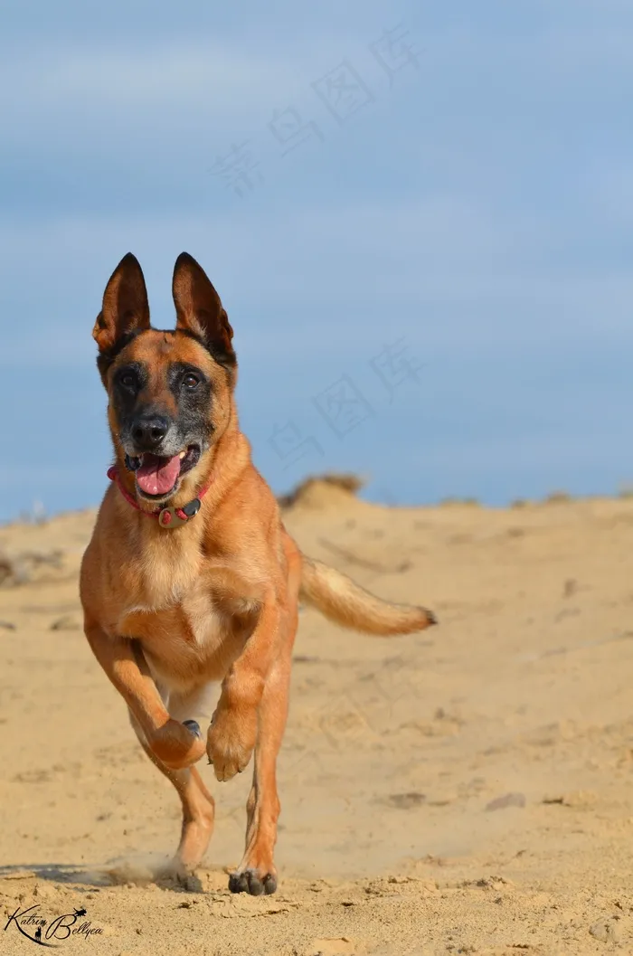 玛利诺犬，沙，夏天，海滩，温暖，太阳