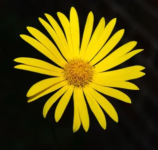 开花，黄色，关闭，植物，野花