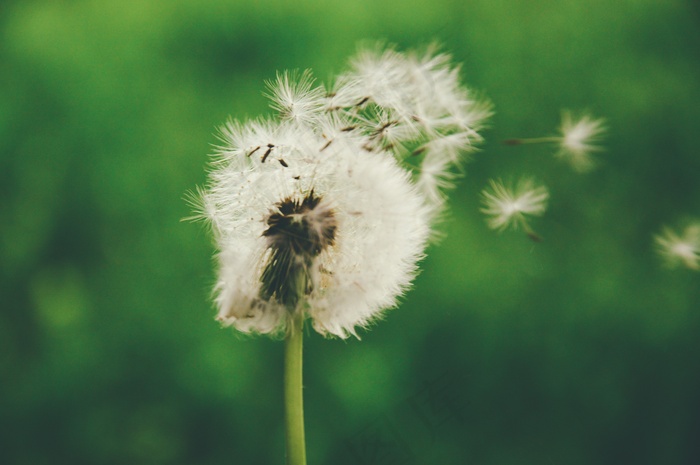 蒲公英,花卉,菊花,树,屏幕截图,马勃蒲公英