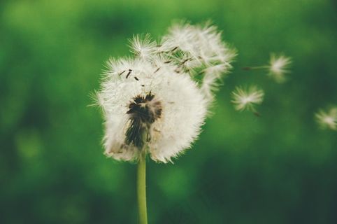 蒲公英,花卉,菊花,树,屏幕截图,马勃蒲公英