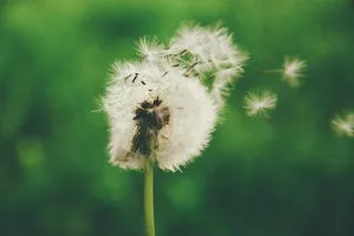 蒲公英,花卉,菊花,树,屏幕截图,马勃蒲公英