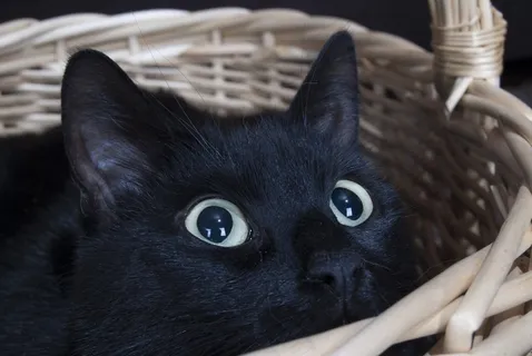 猫,宠物,动物 猫,宠物,动物