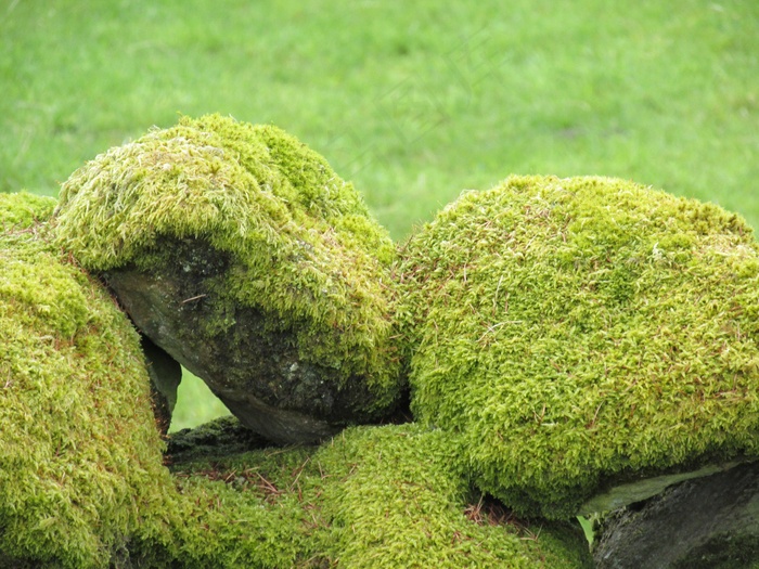 苔，岩石，石头，自然，户外，环境