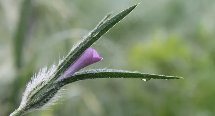 野花，宏，开花，花序，植物群