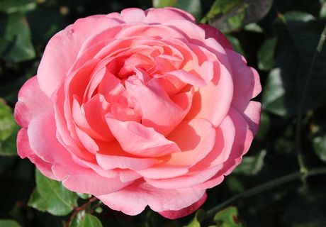 玫瑰，粉红色，花，开花，玫瑰绽放