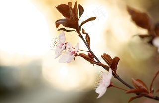 野花，花，自然，散景，花的，植物