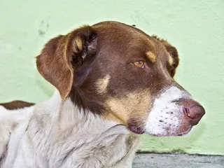 狗，自然，动物