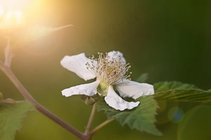 黑莓，开花，白，植物，性质，关闭
