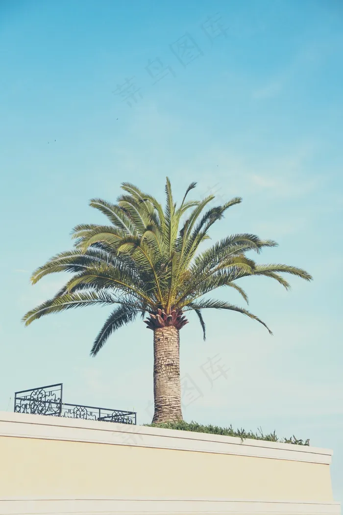 海枣,棕榈,苏铁,铁树,棕榈树,棕榈树