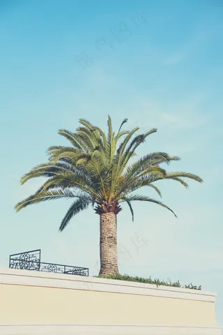 海枣,棕榈,苏铁,铁树,棕榈树,棕榈树