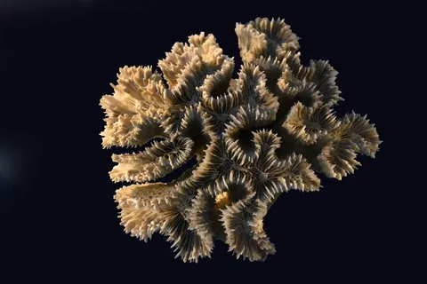 珊瑚,海,外骨骼,动物,爬行动物,海洋 珊瑚,海,外骨骼,动物,爬行动物,海洋
