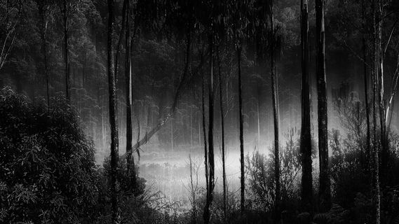 森林，雾，迷雾，露营地