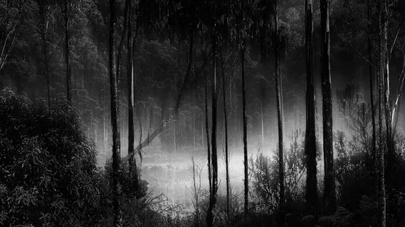 森林，雾，迷雾，露营地