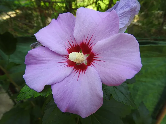 锦葵，花，开花，关闭，浅紫色