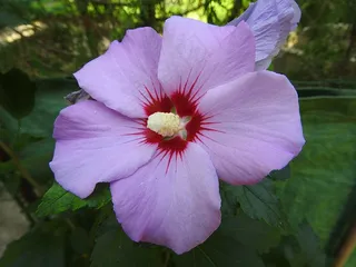 锦葵，花，开花，关闭，浅紫色