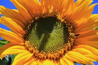 向日葵，花，花的，野花，植物，自然