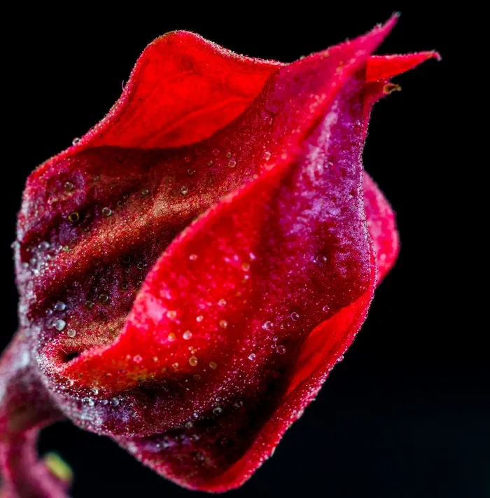 开花，花，红色，紫色