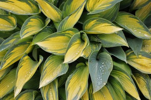 叶子，自然，绿色，植物，夏天，自然，花的