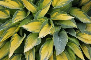 叶子，自然，绿色，植物，夏天，自然，花的