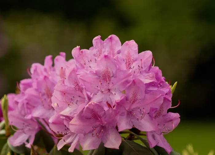 杜鹃花，杜鹃花科西玛，希瑟·格林