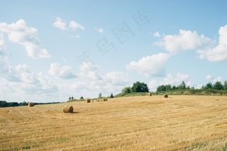 麦田,稻田,小麦,草原,粮田,秸秆场