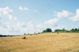 麦田,稻田,小麦,草原,粮田,秸秆场