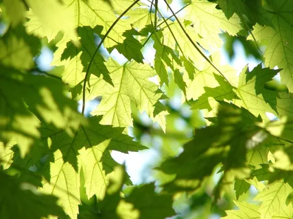 叶子,夏天,绿色,枫,季节,树,叶子 叶子,夏天,绿色,枫,季节,树,叶子