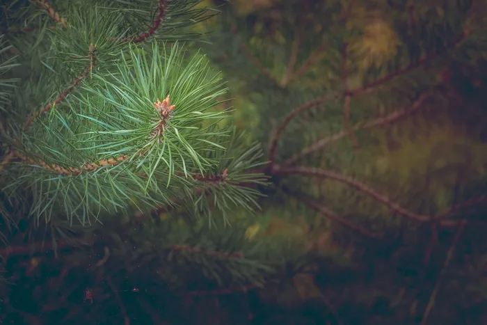 松树，森林，分支机构，道路，针叶树，针，树