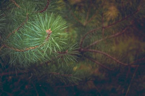 松树，森林，分支机构，道路，针叶树，针，树