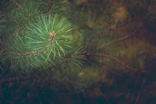 松树，森林，分支机构，道路，针叶树，针，树