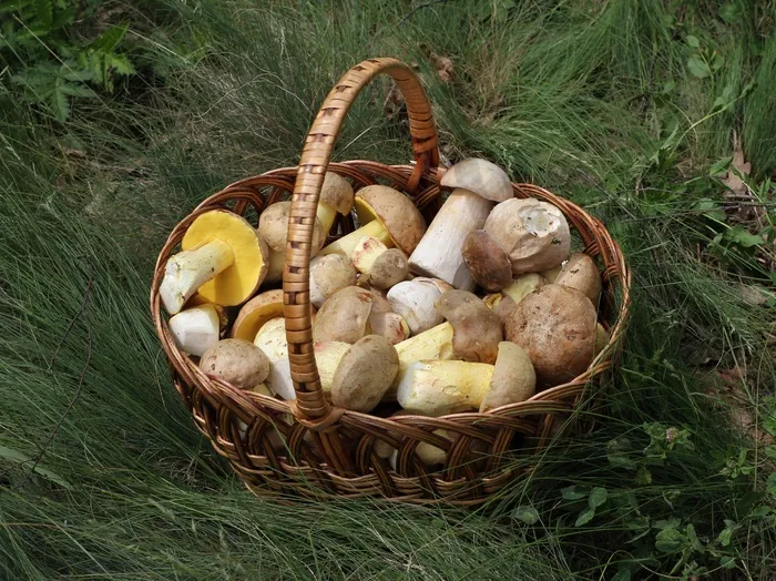 蘑菇，篮子，牛肝菌，夏末，碘牛肝菌