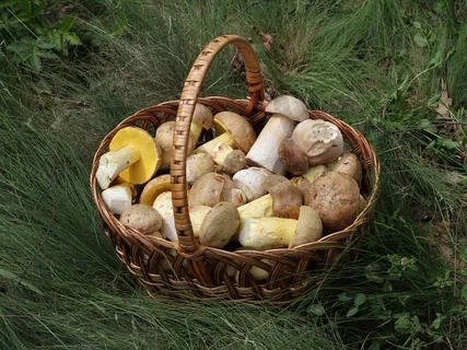 蘑菇,篮子,牛肝菌,夏末,碘牛肝菌 蘑菇,篮子,牛肝菌,夏末,碘牛肝菌