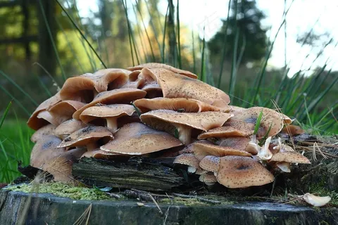 十月,秋季,森林,金色的秋天,金色的十月 十月,秋季,森林,金色的秋天,金色的十月