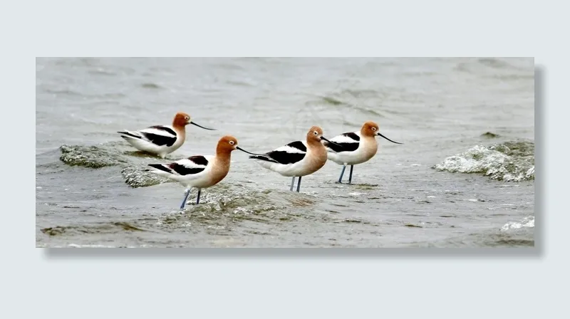 美国大嘴鸟，鸟，水鸟，肖像，海岸