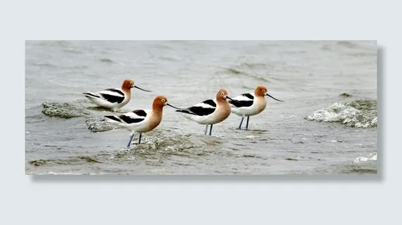 美国大嘴鸟，鸟，水鸟，肖像，海岸