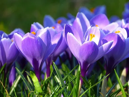 番红花,开花,花,春天,紫色 番红花,开花,花,春天,紫色