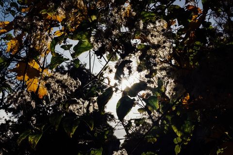 树,山峦,银杏树,生态林,雪树银花,秋天的分支