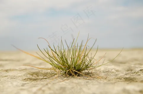 草,绿色,干旱,生活,性质,植物,宏,干 草,绿色,干旱,生活,性质,植物,宏,干