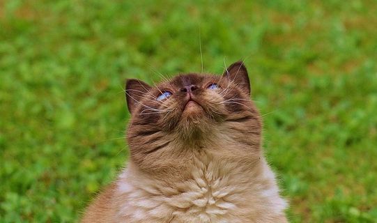 猫，英国短毛猫，戏剧，米氏，纯种，亲爱的