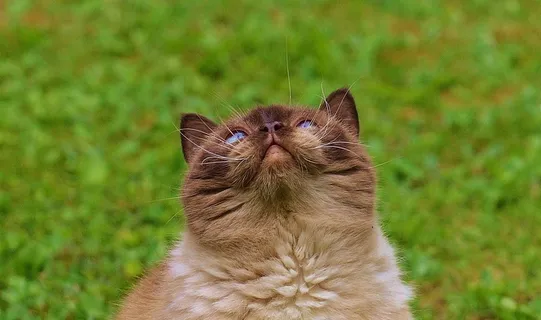猫,英国短毛猫,戏剧,米氏,纯种,亲爱的 猫,英国短毛猫,戏剧,米氏,纯种,亲爱的