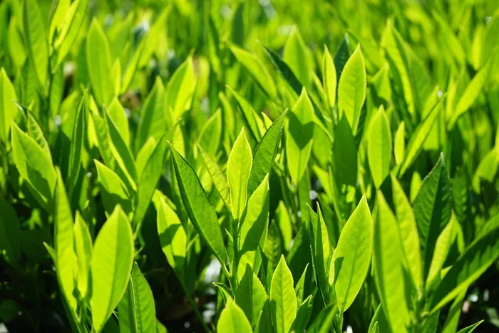 叶子，绿色，背光，浅绿色，绿色阴影