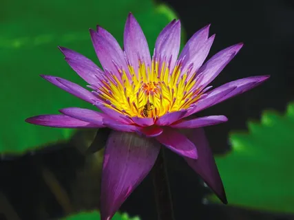 睡莲,花,池塘,水生,紫色,水,盛开 睡莲,花,池塘,水生,紫色,水,盛开